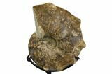 Cretaceous Ammonite (Mammites) Fossil with Metal Stand - Morocco #164221-1